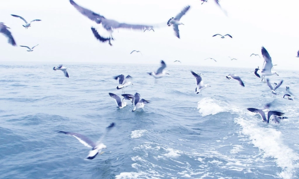 三年级语文下册 第七单元 22海底世界课件3 苏教版-苏教版小学三年级下册语文课件