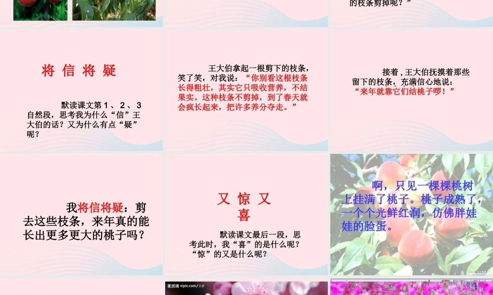 三年级语文下册 第八单元 26剪枝的学问课件3 苏教版-苏教版小学三年级下册语文课件