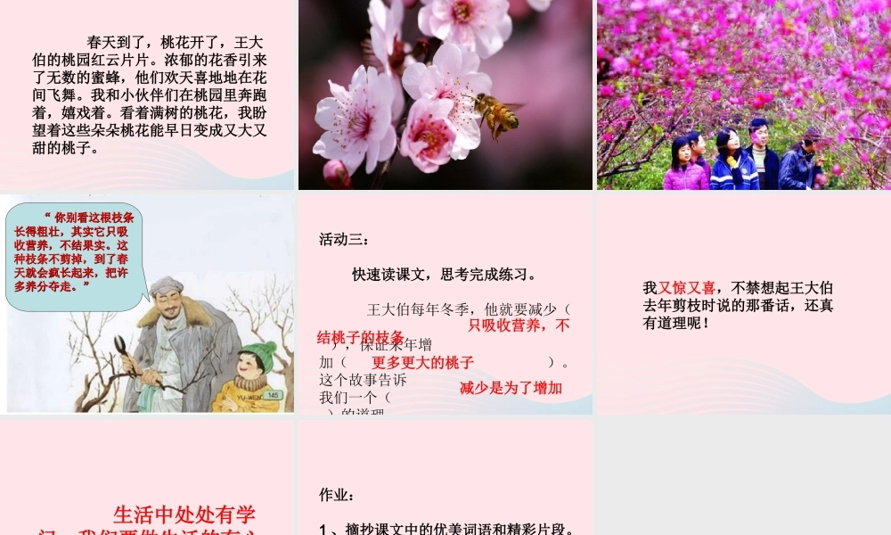 三年级语文下册 第八单元 26剪枝的学问课件3 苏教版-苏教版小学三年级下册语文课件