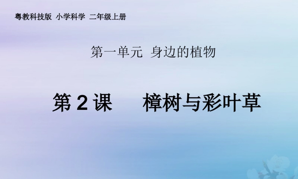 二年级科学上册 第1单元 身边的植物 第2课《樟树与彩叶草》课件 （新版）粤教版-（新版）粤教版小学二年级上册自然科学课件