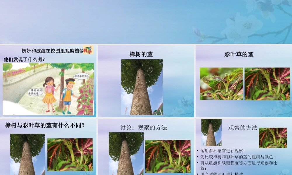二年级科学上册 第1单元 身边的植物 第2课《樟树与彩叶草》课件 （新版）粤教版-（新版）粤教版小学二年级上册自然科学课件