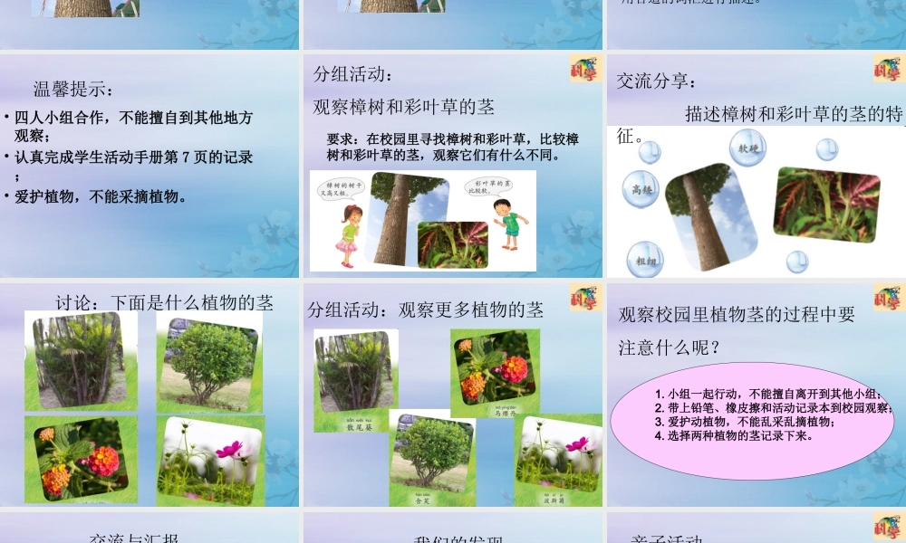 二年级科学上册 第1单元 身边的植物 第2课《樟树与彩叶草》课件 （新版）粤教版-（新版）粤教版小学二年级上册自然科学课件