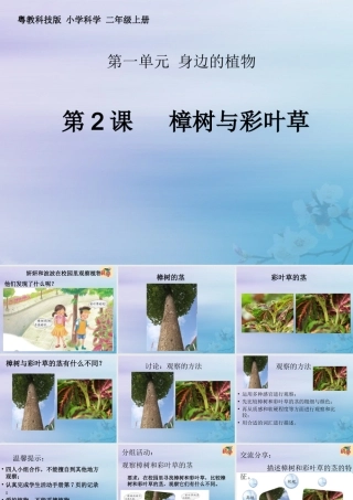 二年级科学上册 第1单元 身边的植物 第2课《樟树与彩叶草》课件 （新版）粤教版-（新版）粤教版小学二年级上册自然科学课件