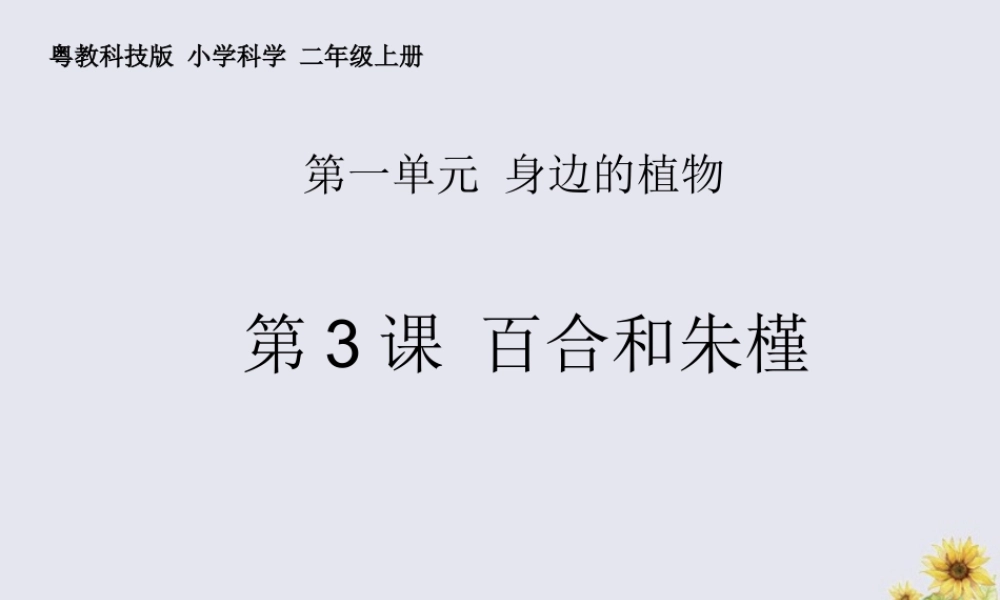 二年级科学上册 第1单元 身边的植物 第3课《百合与朱槿》课件 （新版）粤教版-（新版）粤教版小学二年级上册自然科学课件