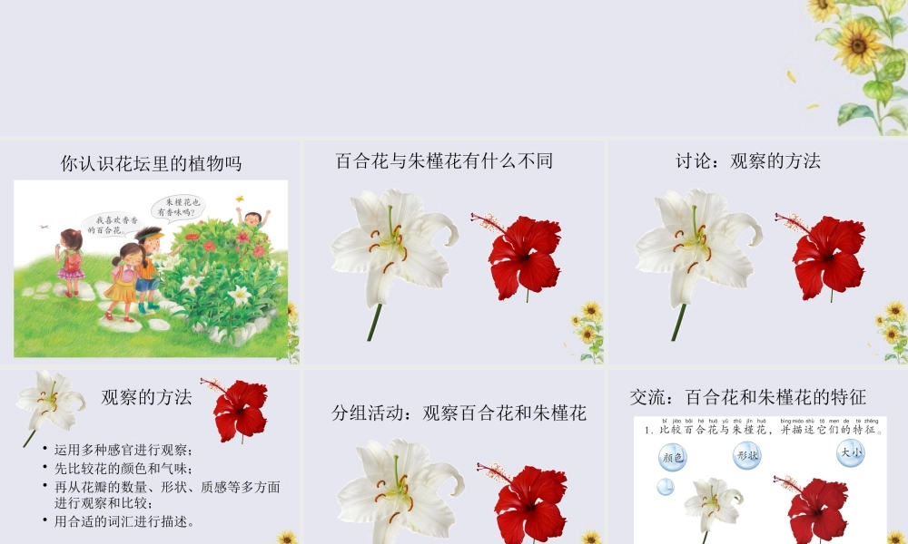 二年级科学上册 第1单元 身边的植物 第3课《百合与朱槿》课件 （新版）粤教版-（新版）粤教版小学二年级上册自然科学课件