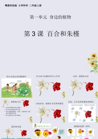 二年级科学上册 第1单元 身边的植物 第3课《百合与朱槿》课件 （新版）粤教版-（新版）粤教版小学二年级上册自然科学课件
