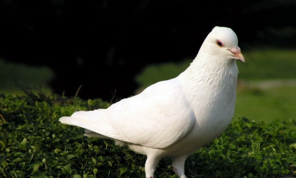 三年级语文下册 第二单元 5 雪儿课件2 苏教版-苏教版小学三年级下册语文课件