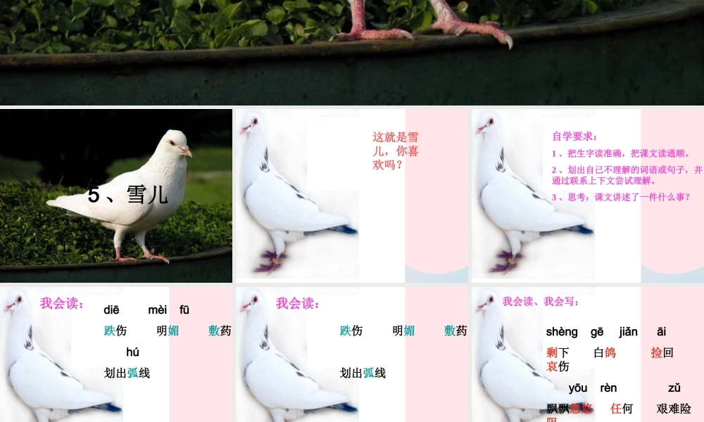 三年级语文下册 第二单元 5 雪儿课件2 苏教版-苏教版小学三年级下册语文课件