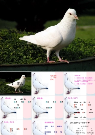 三年级语文下册 第二单元 5 雪儿课件2 苏教版-苏教版小学三年级下册语文课件