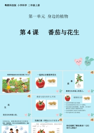 二年级科学上册 第1单元 身边的植物 第4课《番茄与花生》课件 （新版）粤教版-（新版）粤教版小学二年级上册自然科学课件