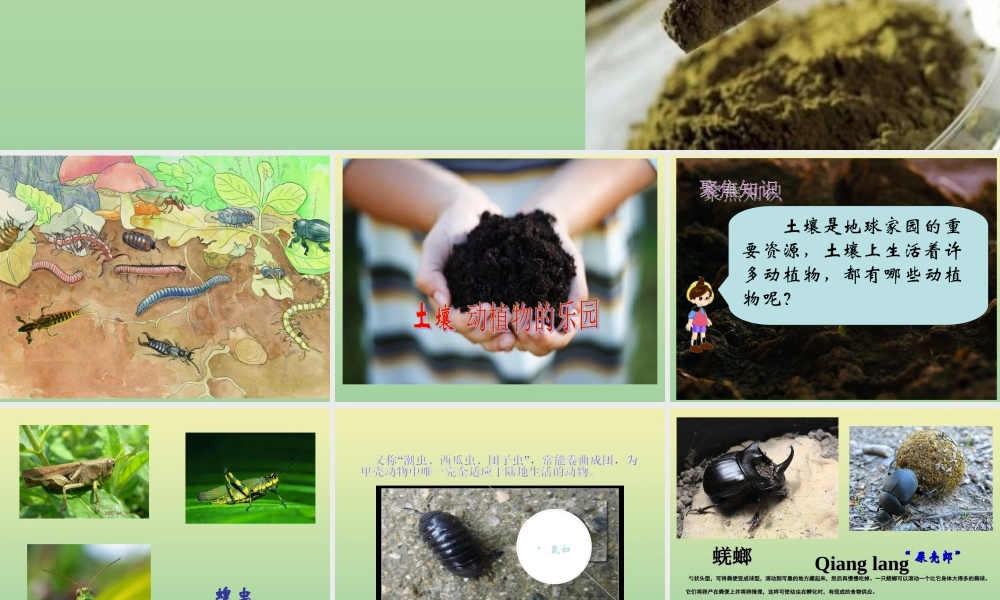 二年级科学上册 第1单元 我们的地球家园 2《土壤—动植物的乐园》课件 教科版-教科版小学二年级上册自然科学课件