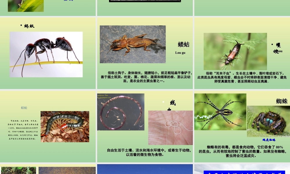 二年级科学上册 第1单元 我们的地球家园 2《土壤—动植物的乐园》课件 教科版-教科版小学二年级上册自然科学课件