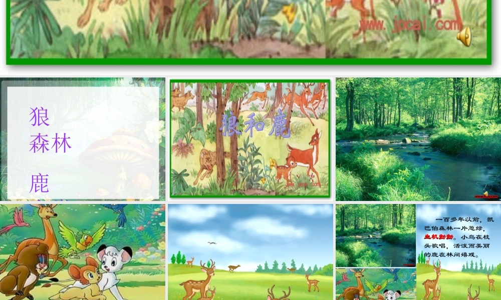 三年级语文下册 第六单元 18狼和鹿课件2 苏教版-苏教版小学三年级下册语文课件