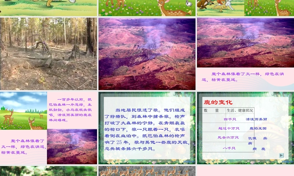 三年级语文下册 第六单元 18狼和鹿课件2 苏教版-苏教版小学三年级下册语文课件