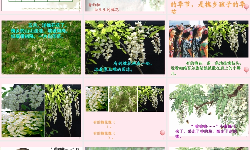 三年级语文下册 第七单元 第22课《槐乡五月》课件 苏教版-苏教版小学三年级下册语文课件