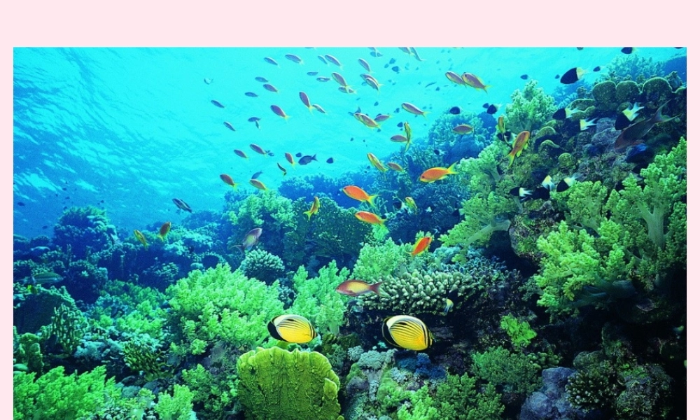 三年级语文下册 第七单元 第23课《海底世界》课件 苏教版