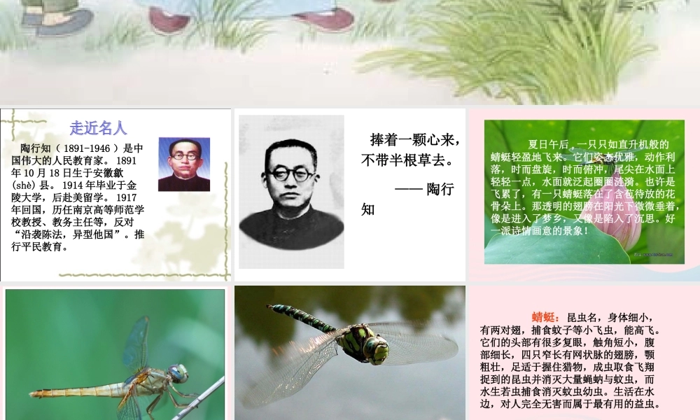 三年级语文下册 第六单元 19放飞蜻蜓课件1 苏教版-苏教版小学三年级下册语文课件