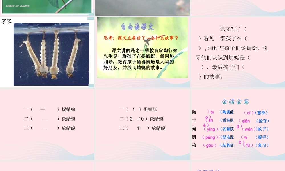 三年级语文下册 第六单元 19放飞蜻蜓课件1 苏教版-苏教版小学三年级下册语文课件