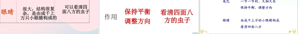 三年级语文下册 第六单元 19放飞蜻蜓课件1 苏教版-苏教版小学三年级下册语文课件