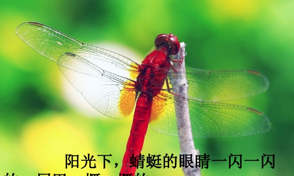 三年级语文下册 第六单元 19放飞蜻蜓课件2 苏教版-苏教版小学三年级下册语文课件