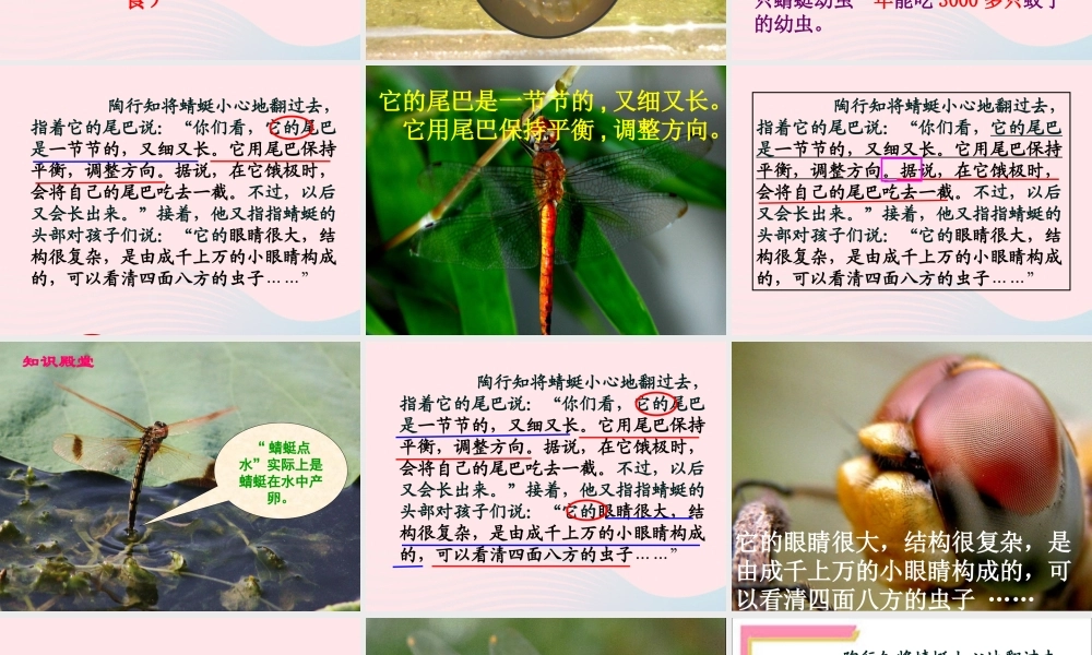 三年级语文下册 第六单元 19放飞蜻蜓课件2 苏教版-苏教版小学三年级下册语文课件