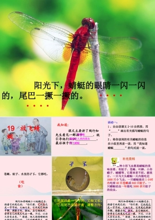 三年级语文下册 第六单元 19放飞蜻蜓课件2 苏教版-苏教版小学三年级下册语文课件