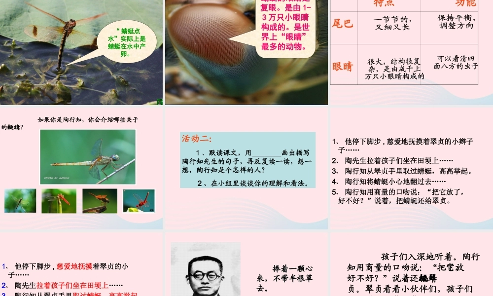 三年级语文下册 第六单元 19放飞蜻蜓课件3 苏教版-苏教版小学三年级下册语文课件