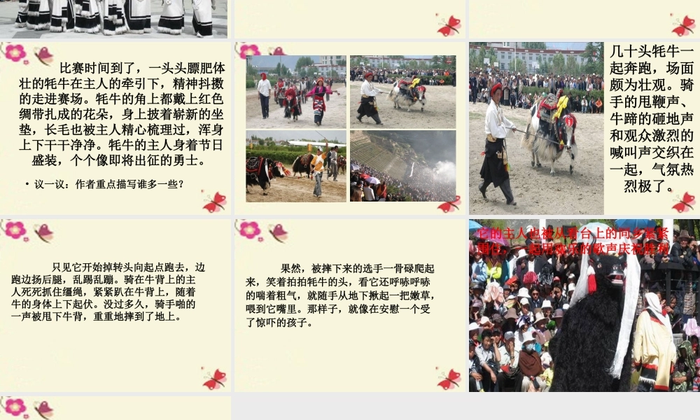 三年级语文下册 第8单元 30《雪顿节上看赛牛》课件1 语文S版-语文S版小学三年级下册语文课件