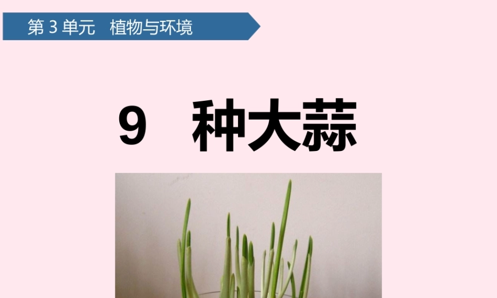 二年级科学上册 第三单元 植物与环境 第9课 种大蒜课件 青岛版六三制-青岛版小学二年级上册自然科学课件
