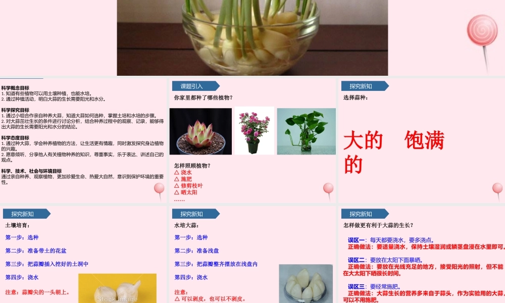 二年级科学上册 第三单元 植物与环境 第9课 种大蒜课件 青岛版六三制-青岛版小学二年级上册自然科学课件