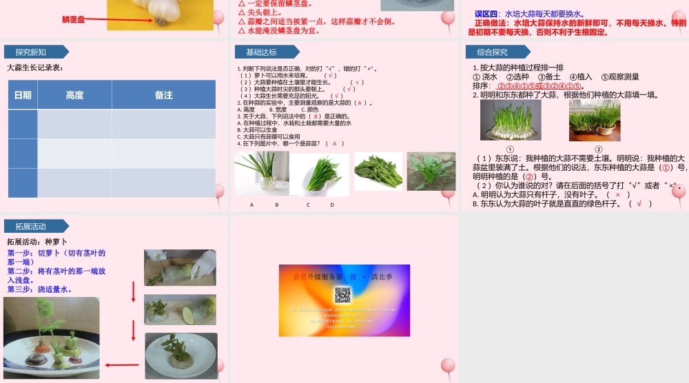 二年级科学上册 第三单元 植物与环境 第9课 种大蒜课件 青岛版六三制-青岛版小学二年级上册自然科学课件