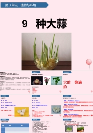 二年级科学上册 第三单元 植物与环境 第9课 种大蒜课件 青岛版六三制-青岛版小学二年级上册自然科学课件