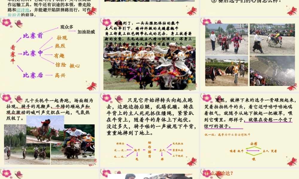 三年级语文下册 第8单元 30《雪顿节上看赛牛》课件3 语文S版-语文S版小学三年级下册语文课件