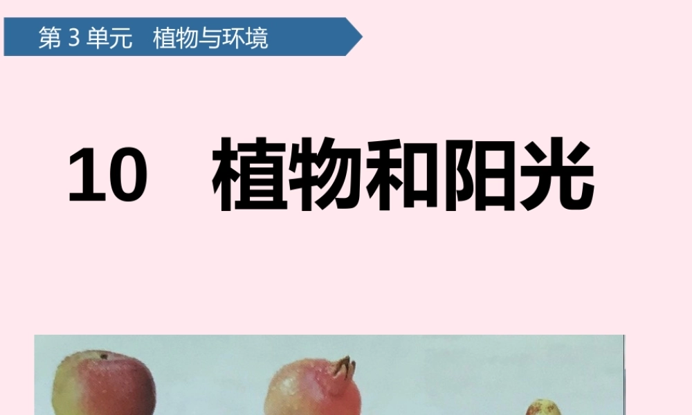 二年级科学上册 第三单元 植物与环境 第10课 植物和阳光课件 青岛版六三制-青岛版小学二年级上册自然科学课件