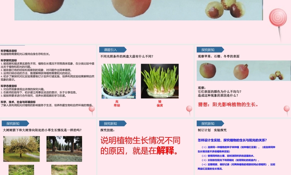 二年级科学上册 第三单元 植物与环境 第10课 植物和阳光课件 青岛版六三制-青岛版小学二年级上册自然科学课件