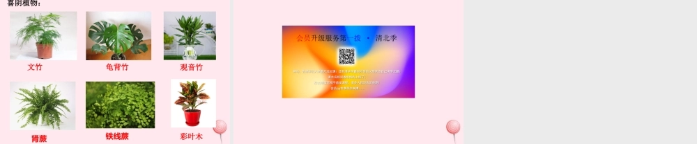 二年级科学上册 第三单元 植物与环境 第10课 植物和阳光课件 青岛版六三制-青岛版小学二年级上册自然科学课件