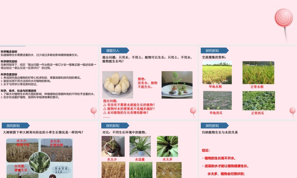 二年级科学上册 第三单元 植物与环境 第11课 植物和水课件 青岛版六三制-青岛版小学二年级上册自然科学课件