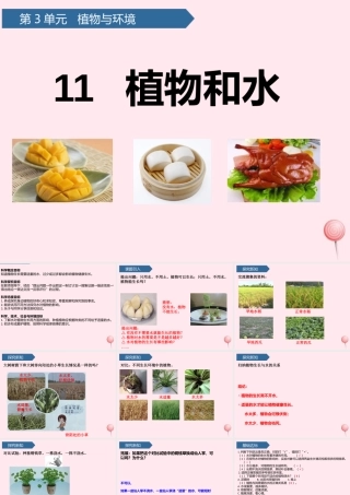 二年级科学上册 第三单元 植物与环境 第11课 植物和水课件 青岛版六三制-青岛版小学二年级上册自然科学课件