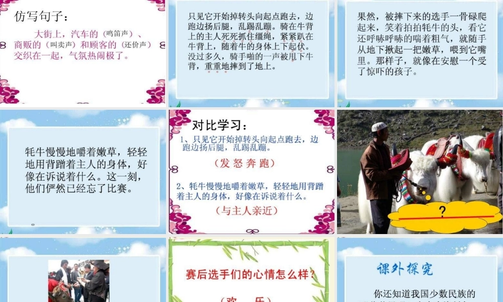 三年级语文下册 第8单元 30《雪顿节上看赛牛》课件6 语文S版-语文S版小学三年级下册语文课件