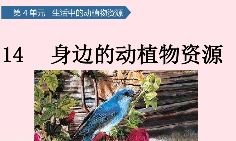二年级科学上册 第四单元 生活中的动植物资源 第14课 身边的动植物资源课件 青岛版六三制-青岛版小学二年级上册自然科学课件
