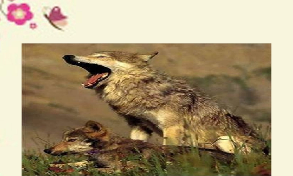 三年级语文下册 第8单元 31《东郭先生和狼》课件2 语文S版-语文S版小学三年级下册语文课件