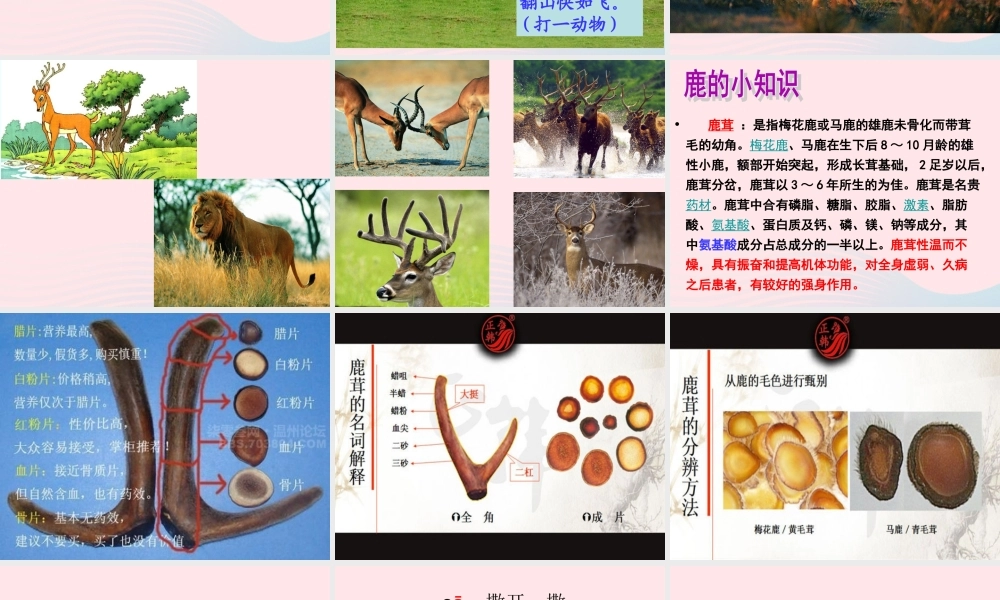 三年级语文下册 第二单元 7《鹿角和鹿腿》课堂教学课件1 新人教版-新人教版小学三年级下册语文课件