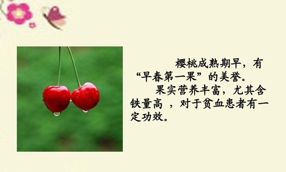 三年级语文下册 第8单元 37《红樱桃》课件2 沪教版-沪教版小学三年级下册语文课件
