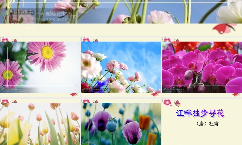 三年级语文下册 第8单元 古诗诵读《江畔独步寻花（其六）》课件1 沪教版-沪教版小学三年级下册语文课件