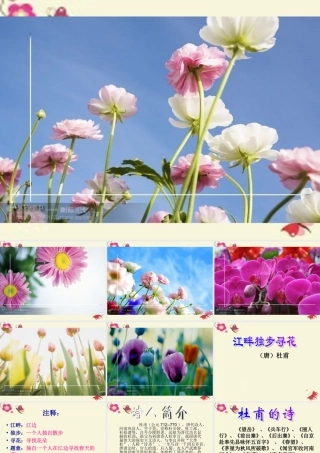 三年级语文下册 第8单元 古诗诵读《江畔独步寻花（其六）》课件1 沪教版-沪教版小学三年级下册语文课件