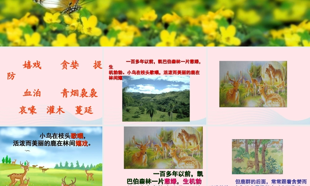 三年级语文下册 第六单元 第19课《狼和鹿》课件 苏教版-苏教版小学三年级下册语文课件