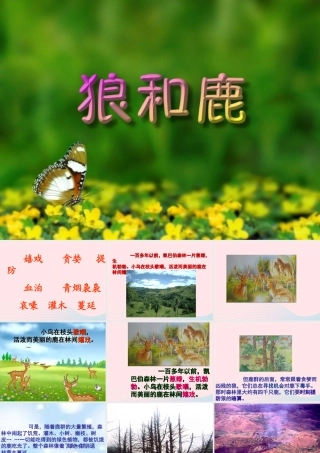 三年级语文下册 第六单元 第19课《狼和鹿》课件 苏教版-苏教版小学三年级下册语文课件