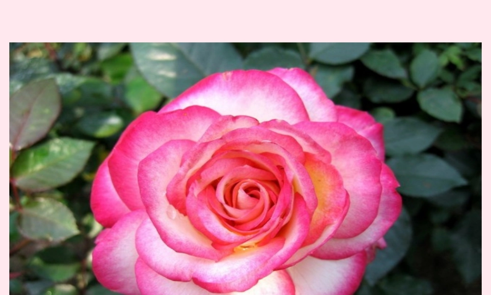 三年级语文下册 第二单元 第6课《花瓣飘香》课件 苏教版