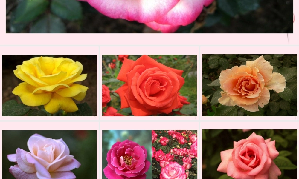 三年级语文下册 第二单元 第6课《花瓣飘香》课件 苏教版