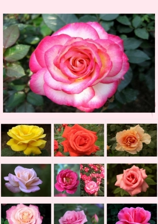 三年级语文下册 第二单元 第6课《花瓣飘香》课件 苏教版